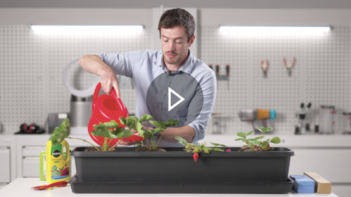 How to plant and grow your strawberry crops video thumbnail.
