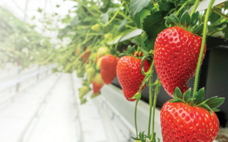 Strawberry crops being grown in the Dyson Farming glasshouse.